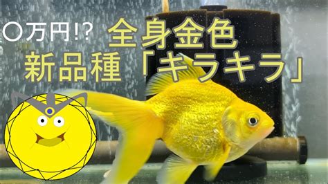 金色金魚